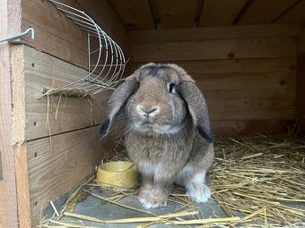 Králíci - 4