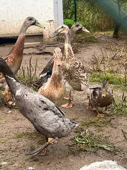 Indický běžec 🦆🦆 pár - 4