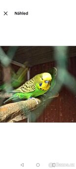 Andulky k prodeji - 4