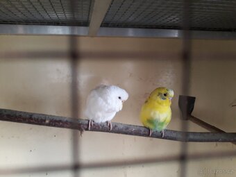 Andulky vlnkovane - 4