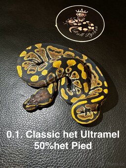 Krajta královská - mláďata 8/2025 - 4