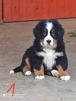 Bernský salašnícky pes - 4