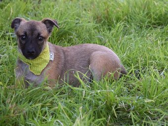 Samko hledá domov - 4