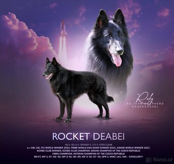 Belgický ovčák groenendael a tervueren s PP - 4