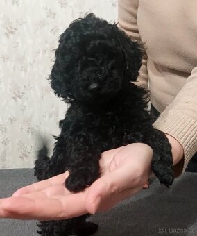 Pudel, pudl, pudlík s PP MADA - 4