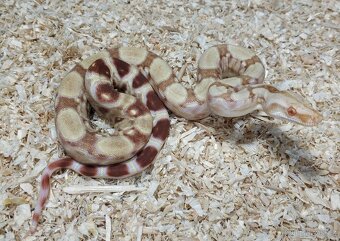 Boa imperator- Sharp Sunglow 66% het Sterling,Hypo Sterling - 4