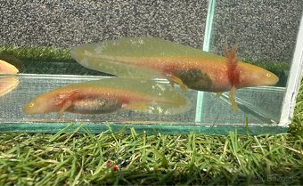 Nabízím mláďata axolotlů Golden Albino - 4