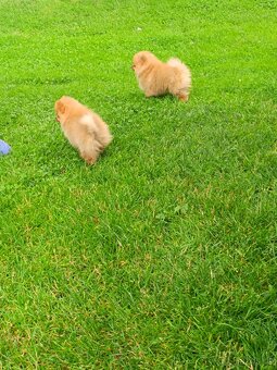 Nemecký špic, pomeranian - 4