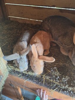 Nabízím králíky na chov - 4