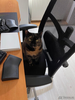 Daruji kočičku - 4