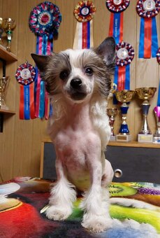 Čínský chocholatý pes - 4