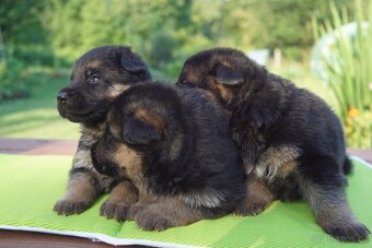 NEMECKY OVCZAK REX - 4