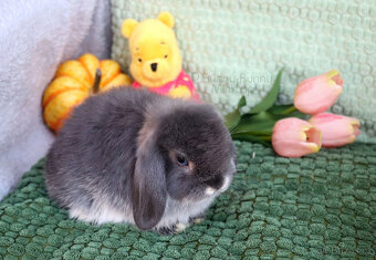 Zakrslý králíček MINILOP 🩷 holčička - 4