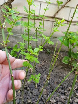 Jasmín nahokvětý - 4