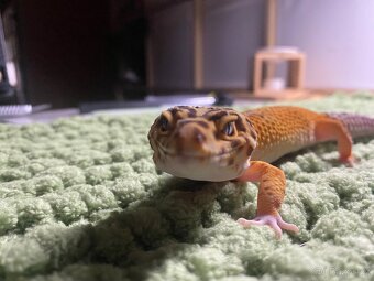 Gekončík noční – samec (symbolická cena) - 4