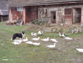 Kachna pižmová - 4