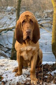 Bloodhound - 4