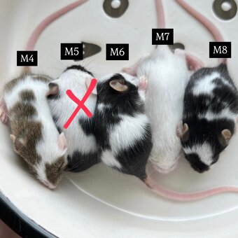 Barevná Myš s rodokmenem - 4