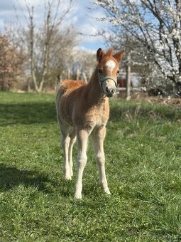 Welsh mountain pony - hřebeček - 4