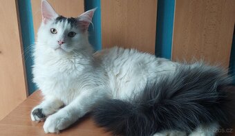 Mainska myvalia, Mainne coon,Mco mainský - 4