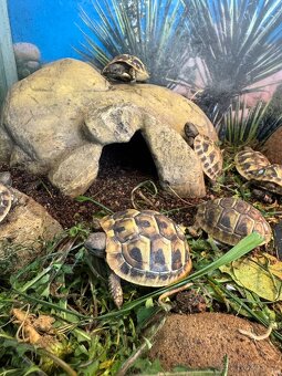 Želva zelenavá- testudo hermanni - 4