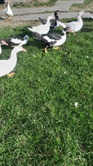 Prodám Pižmovky - 4