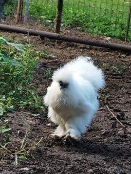 Kohout Hedvábnička vousatá - 4