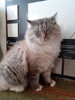 Kocour Ragdoll ke krytí - 4