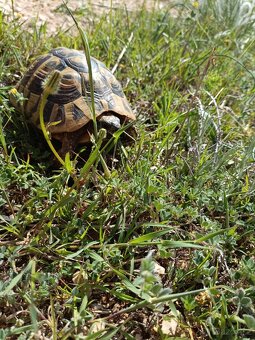 Želva Zelenavá, letošní prcci, smlouva+Cites - 4