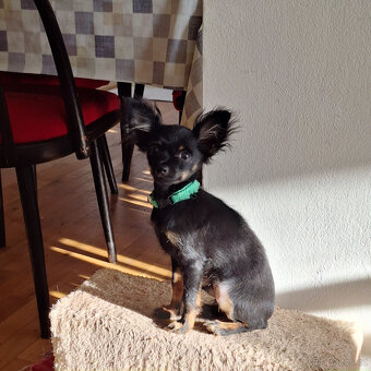 Ruský toy štěně s PP FCI - 4