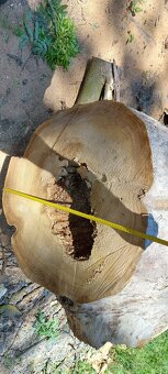 Dutý kmen jilm horský - 4