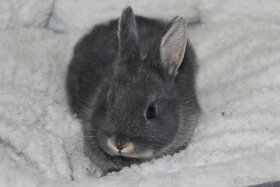 Zakrslí králíčci mini saten gen - 4