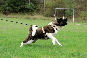 Krytí Americká akita - 4