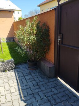 Prodej Oleandrů - 4