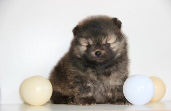 Pomeranian s PP/ FCI - 4