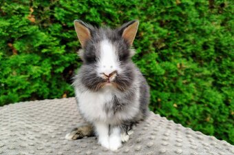 Zakrslý králík, králíček -(lvíček)-TIMMY - 4