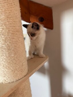 Ragdoll - 4
