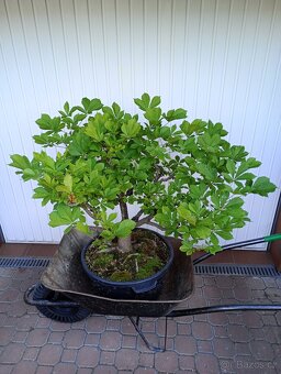 Jírovec manďal (kaštan) bonsai - 4