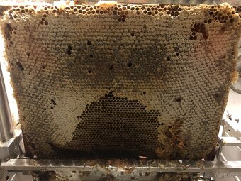 Včelí oddělky Buckfast VSH 2026 - 4