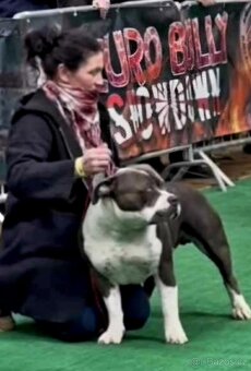 American Bully steniatko - 4