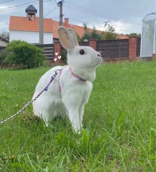 Daruji králičici Charity - 4