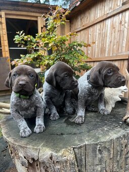 Štěňata (sport, canicross, pes, fena, ohař) - 4