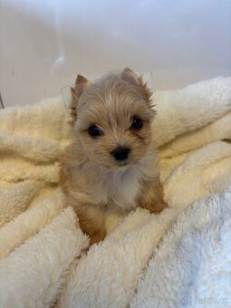 Yorkshir, yorkshirský jorkšírský terier štěně s pp - 4