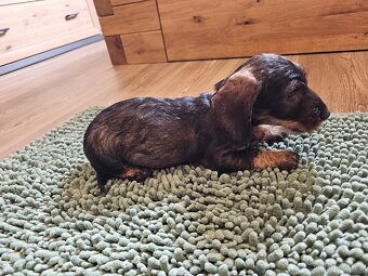 Jezevčík drsnosrstý standard POSLEDNÍ VOLNÝ PEJSEK - 4