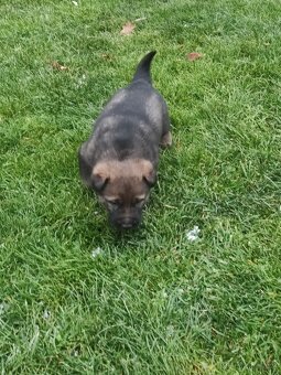 Německý ovčák štěňata - 4