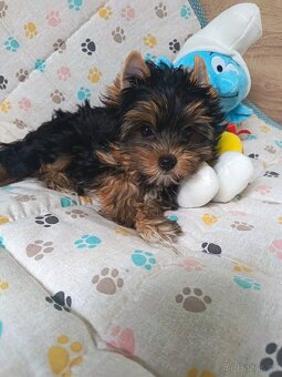 Jorkšírský teriér s PP - Spaltbiewer - 4