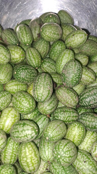 Cuca melon (mexická mini okurka) - 4