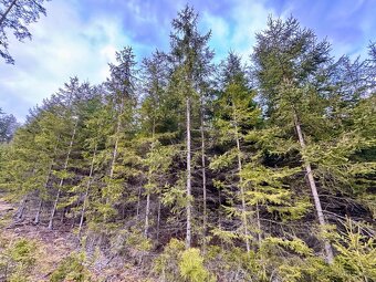 Lesní pozemek 5Kč/m2 k.ú. Velký Ježov 3.724m2 - 4