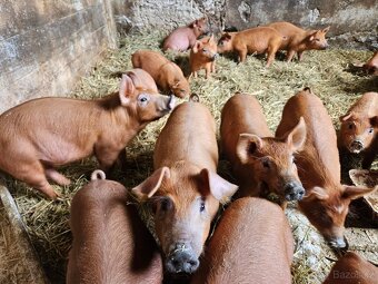 Selata duroc - 4