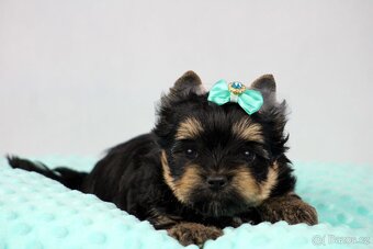 jorkšírský terrier s PP (Colorful) - 4